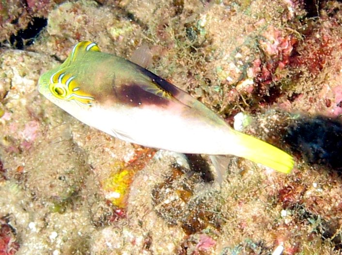 Canthigaster epilampra